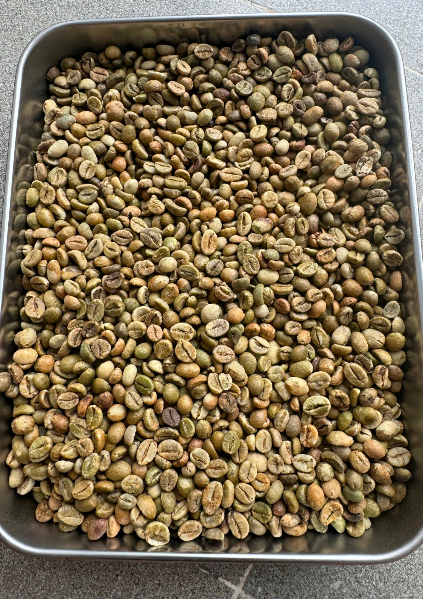 Robusta S18 Clean image 2