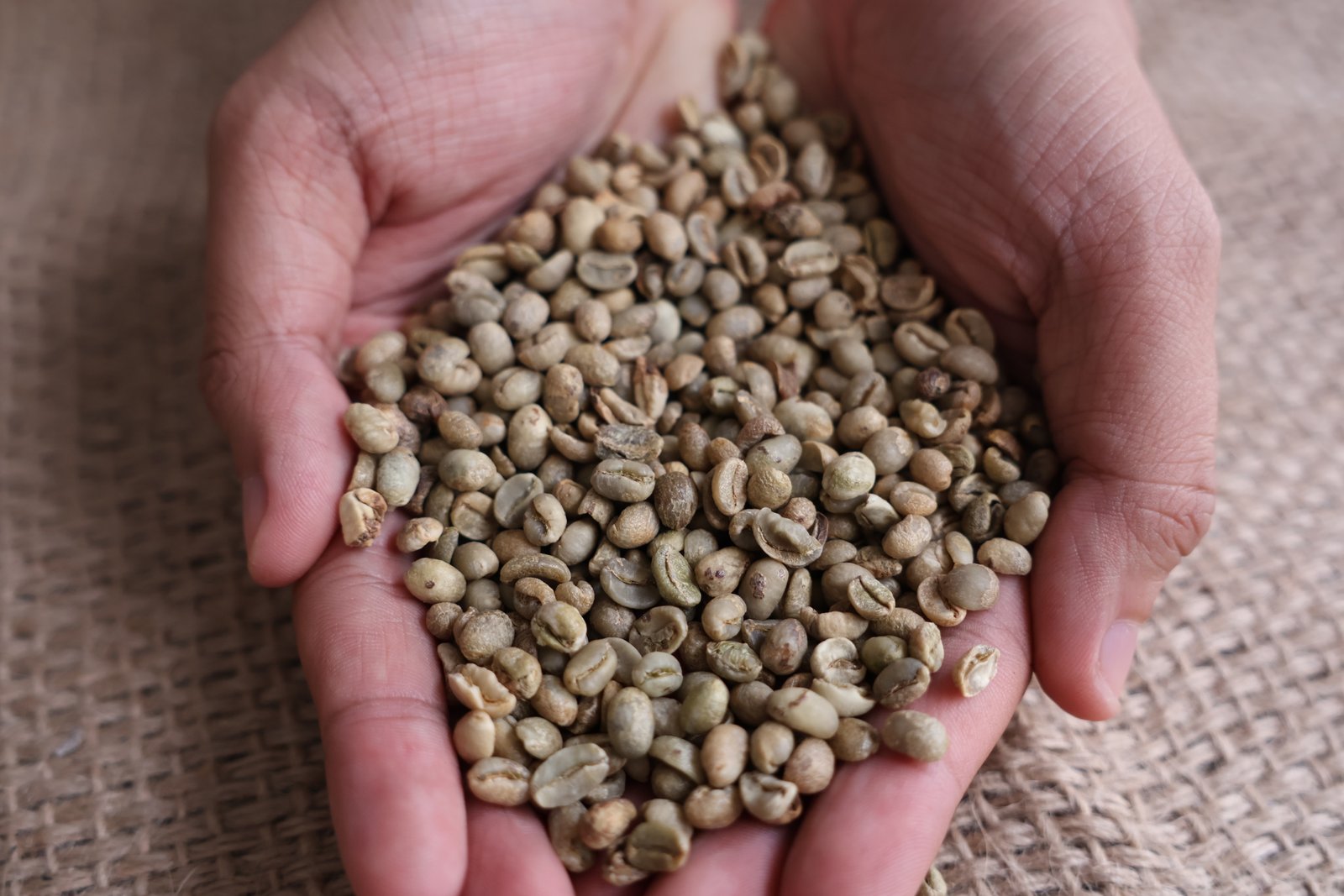 Arabica S13, S14 image 4