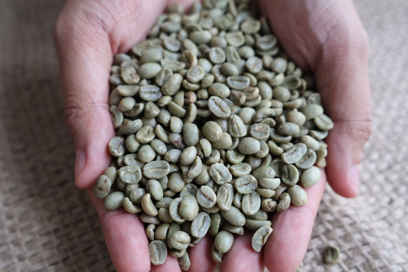 Arabica S18 Clean image 4