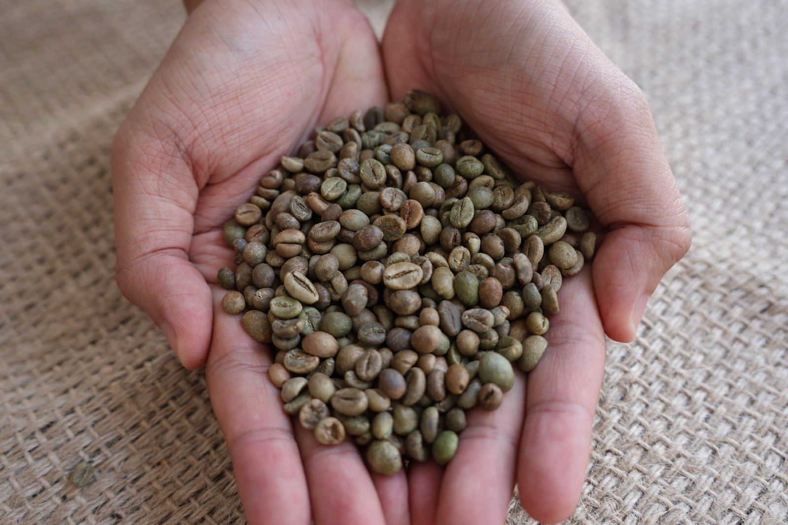 Robusta S13-14 image 3