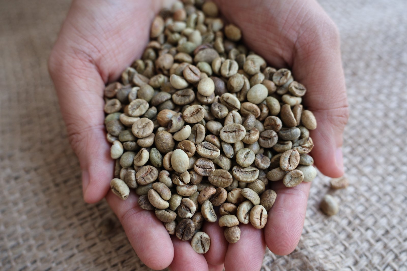 Robusta S18 Clean image 3